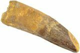 Fossil Spinosaurus Tooth - Real Dinosaur Tooth #238306-1